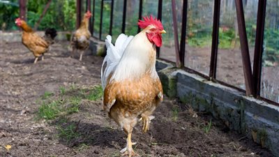 انخفاض البلدي والبيضاء 