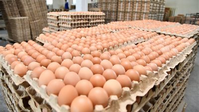 أسعار البيض اليوم الثلاثاء 11 نوفمبر 2025 في بورصة الدواجن
