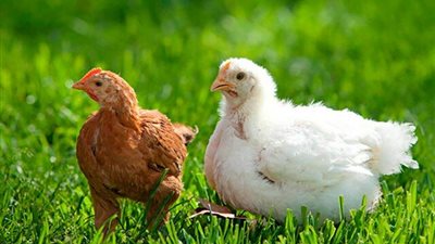 انخفاض البيضاء والبلدي، سعر الفراخ اليوم الأربعاء 12 نوفمبر 2025 