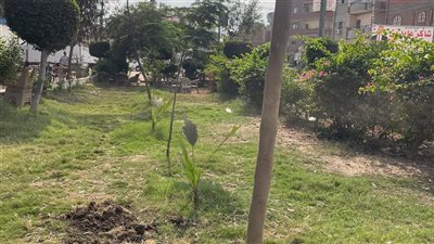 التنمية المحلية تطلق المرحلة الرابعة من مبادرة 100 مليون شجرة بالشرقية