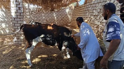 ضمن الحملة القومية، تحصين 2.2 مليون رأس ماشية ضد الحمى القلاعية والوادي المتصدع