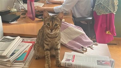 زيارة مفاجئة لقطة مصرية صغيرة إلى مقر السفارة الألمانية، ما القصة؟ (صور)