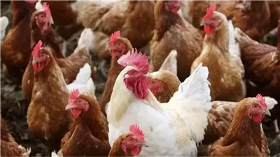 انخفاض البيضاء وارتفاع البلدي، سعر الفراخ اليوم الخميس 13 نوفمبر 2025