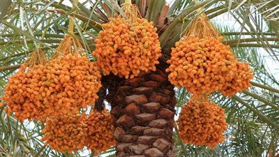  المركز القومي للبحوث ينظم غدا المنتدى الثالث لنخيل البلح