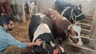 تحصين 67,277 رأس ماشية وتنفيذ 102 ندوة و843 زيارة تقصي بأسيوط 