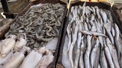 البوري يسجل 140 جنيها، أسعار الأسماك اليوم بالبحيرة (فيديو وصور)