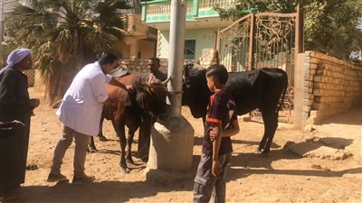 تحصين 1840 رأس ماشية بالفيوم ضد أمراض الحمى خلال أكتوبر الماضي