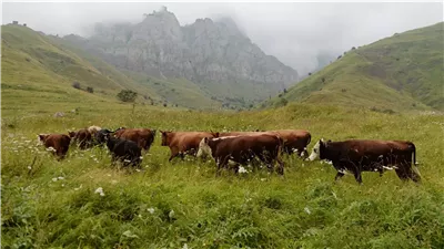 وزيرة خارجية أستراليا ترحب بإلغاء الرسوم الجمركية الأمريكية على لحوم البقر