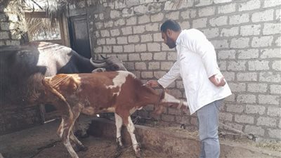 تحصين 682 ألف رأس ماشية بالشرقية ضد الحمى القلاعية والوادي المتصدع  