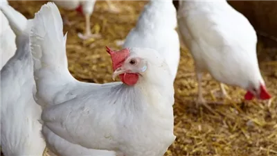 شعبة الدواجن: المواطن لا يشعر بانخفاض أسعار الفراخ لهذا السبب