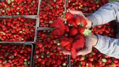  608 ملايين دولار صادرات الفراولة المجمدة خلال أول 9 أشهر فقط من العام الجاري
