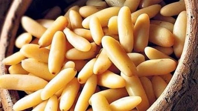 الصنوبر، فيتو