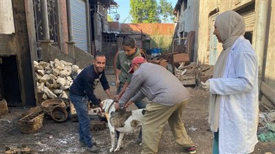 محافظ الدقهلية يتابع جهود الطب البيطري في تحصين الكلاب الضالة ضد السعار