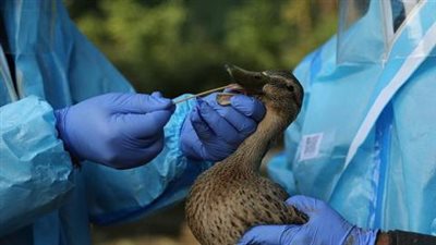 سابقة مقلقة، تسجيل أول إصابة بشرية بسلالة جديدة من إنفلونزا الطيور