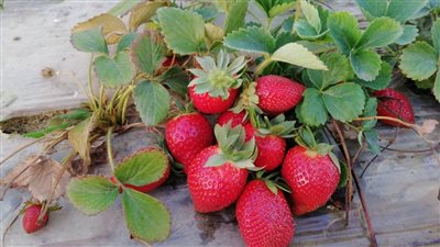 الزراعة: تصدير أكثر من مليون شتلة فراولة خلال شهر