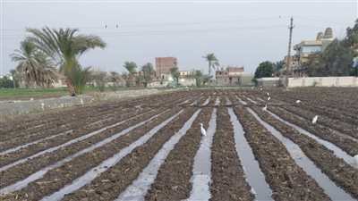  زراعة الفيوم تختتم المرحلة الأولى من زراعة الحقول الإرشادية