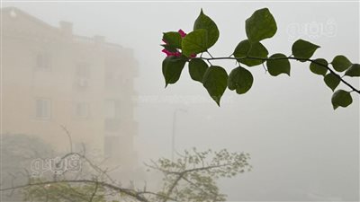 شبورة مائية كثيفة تغطي الجيزة صباحًا وتقلل الرؤية على الطرق (فيديو وصور)