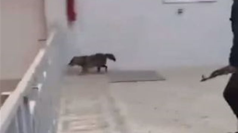 دخول الذئب المبنى
