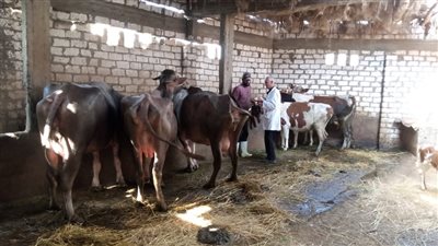 تحصين 230 ألف رأس ماشية ضد الحمى القلاعية في الدقهلية 