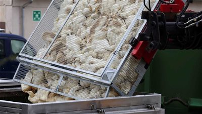 أمريكا تسجل أول حالة وفاة بسبب سلالة نادرة من إنفلونزا الطيور 