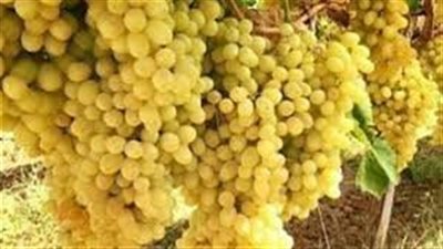 تفسير رؤية العنب الأصفر في المنام وعلاقتها بسعة الرزق والخير الكثير 
