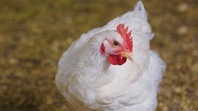 انخفاض كبير في البيضاء وارتفاع البلدي، سعر الفراخ اليوم الأحد 23 نوفمبر 2025