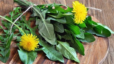 فوائد الهندباء، تحسن الهضم وتنظم السكر بالدم وتحارب السرطان 