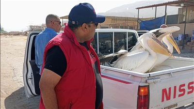 البيئة: حملة موسعة لرصد وحماية طيور البجع بطريق السخنة