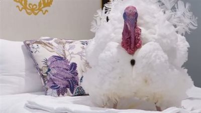 فى حفل بالبيت الأبيض، ترامب يعفو عن زوج من الديك الرومي لهذا السبب (صور)