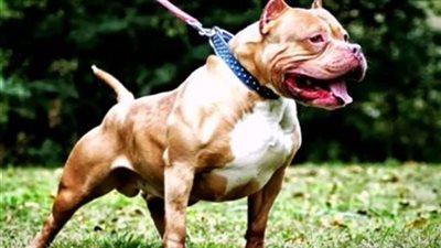 محضر رسمي ضد صاحب كلب 