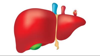 تعرف على صحة كبدك من لون البول 