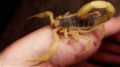 تفسير رؤية لدغة العقرب في المنام وعلاقتها بوجود أعداء يتربصون به 