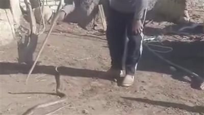 إصابة صائد ثعابين من الفيوم بلدغة كوبرا مصرية