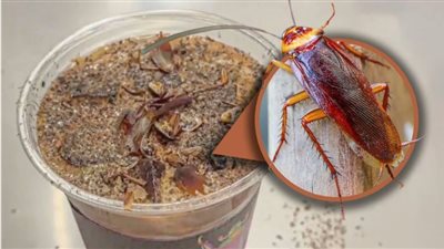 بـ 288 جنيهًا للكوب، متحف غريب يقدم قهوة لزواره بمسحوق الديدان والصراصير المجففة 