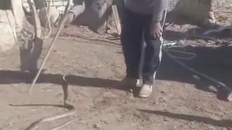 اصابة صائد الثعابين،