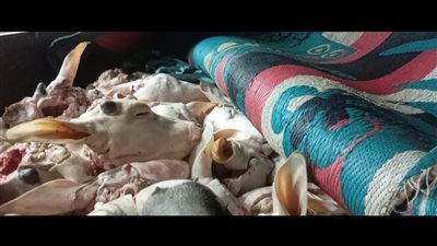 ضبط 132 رأس بتلو مذبوحة خارج المجازر في حملة تموينية بالفيوم 