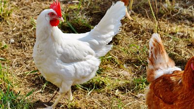 سعر الفراخ اليوم الجمعة 28 نوفمبر 2025