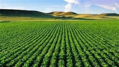 تفسير رؤية الزرع الأخضر في المنام وعلاقته بالوصول إلى منصب مرموق 