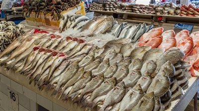 سعر السمك اليوم، بشرى عن البلطي وارتفاع البوري والجمبري 20 جنيها
