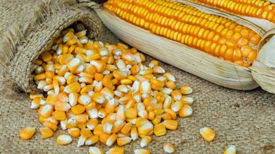 ارتفاع الصويا والذرة الصفراء، أسعار الأعلاف والحبوب اليوم في الأسواق