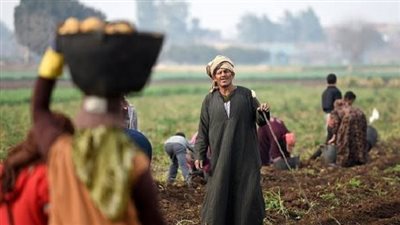 توقعات بتراجع المحصول القادم، خبير يكشف كارثة زراعية في مصر تهدد الفلاح بترك أرضه 