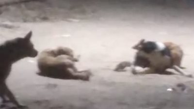 شكوى من انتشار الكلاب الضالة فى قرى سوهاج