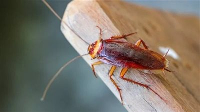 تفسير رؤية الصراصير في المنام وعلاقتها بوجود الكثير من الأعداء 