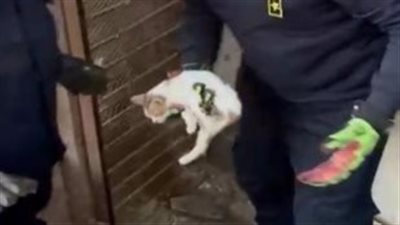 في لفتة إنسانية، أمن الفيوم ينقذ قطة محتجزة داخل محل مغلق 