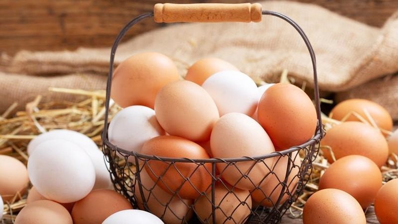 سعر كرتونة البيض