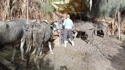 تحصين 256 ألف رأس ماشية ضمن الحملة القومية للتحصين ضد الحمى القلاعية بالدقهلية 