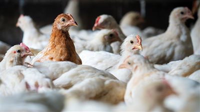  انخفاض 5 جنيهات في البلدي، سعر الفراخ اليوم الأربعاء 3 ديسمبر 2025