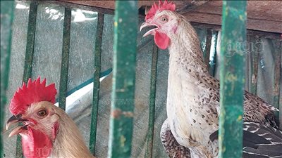 هل الفراخ السردة غير صالحة للاستهلاك الآدمي؟ شعبة الثروة الداجنة توضح