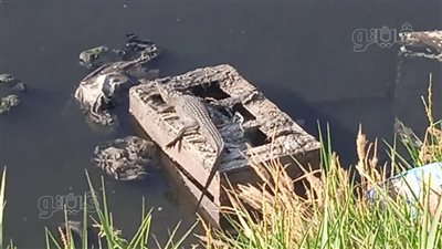 ظهور تماسيح يثير ذعر الأهالي في الشرقية وتحرك عاجل من المحافظة (فيديو وصور)