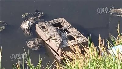 ظهور تماسيح يثير الهلع في بلبيس وتحرك عاجل من بيئة وبيطري الشرقية